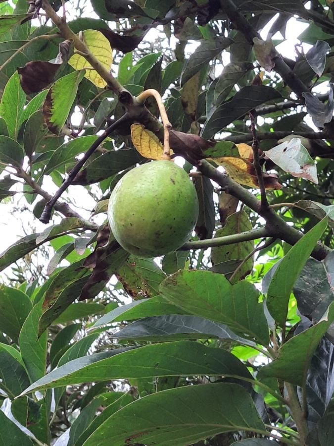 Villa Wodeyarmutt Tropical Luxury Living Sringeri 外观 照片